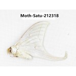 Saturniidae sp. China, Guizhou, Qiandongnan, Congjiang county. 1Pcs. Moth-Satu-212318.