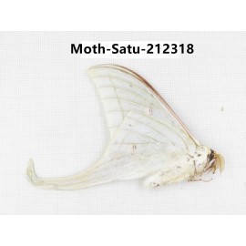 Saturniidae sp. China, Guizhou, Qiandongnan, Congjiang county. 1Pcs. Moth-Satu-212318.