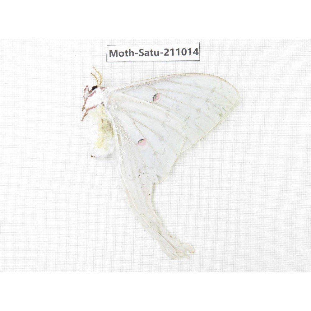 Actias ningpoana. China, Guizhou, Qiandongnan, Congjiang county. 1Pcs. Moth-Satu-211014.