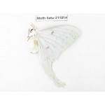 Actias ningpoana. China, Guizhou, Qiandongnan, Congjiang county. 1Pcs. Moth-Satu-211014.
