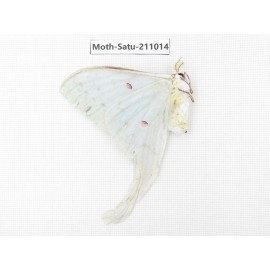 Actias ningpoana. China, Guizhou, Qiandongnan, Congjiang county. 1Pcs. Moth-Satu-211014.