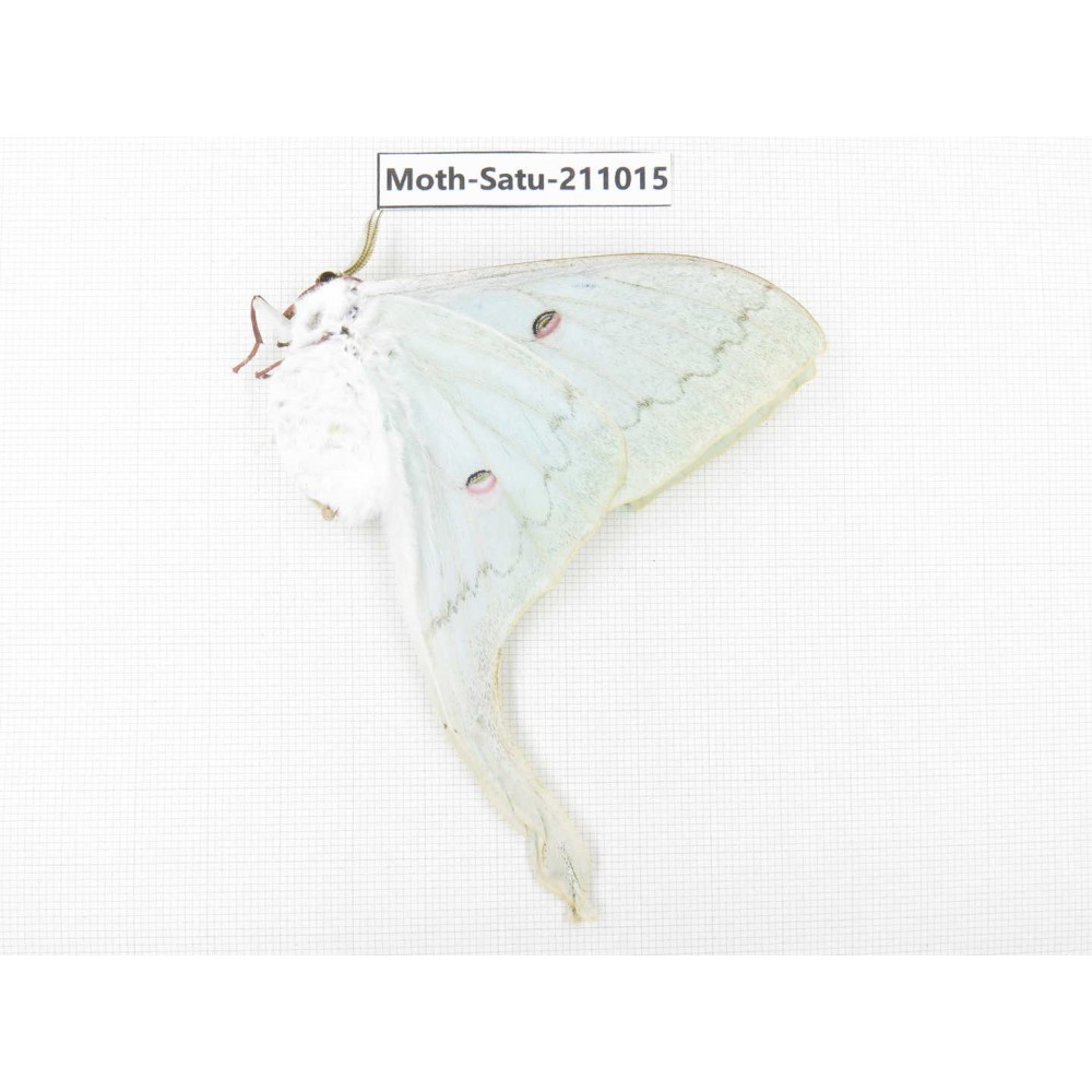 Actias ningpoana. China, Guizhou, Qiandongnan, Congjiang county. 1Pcs. Moth-Satu-211015.