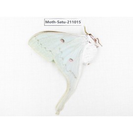 Actias ningpoana. China, Guizhou, Qiandongnan, Congjiang county. 1Pcs. Moth-Satu-211015.
