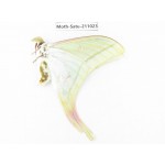Actias selena. China, Guizhou, Qiandongnan, Congjiang county. 1Pcs. Moth-Satu-211023.