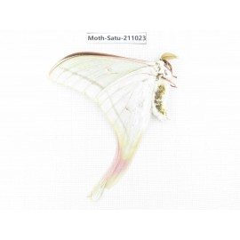 Actias selena. China, Guizhou, Qiandongnan, Congjiang county. 1Pcs. Moth-Satu-211023.