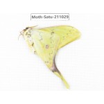 Actias sinensis. China, Guizhou, Qiandongnan, Congjiang county. 1Pcs. Moth-Satu-211029.