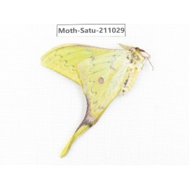 Actias sinensis. China, Guizhou, Qiandongnan, Congjiang county. 1Pcs. Moth-Satu-211029.