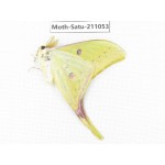 Actias sinensis. China, Guizhou, Qiandongnan, Congjiang county. 1Pcs. Moth-Satu-211053.