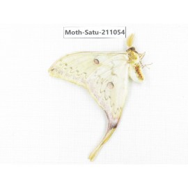 Actias sinensis. China, Guizhou, Qiandongnan, Congjiang county. 1Pcs. Moth-Satu-211054.