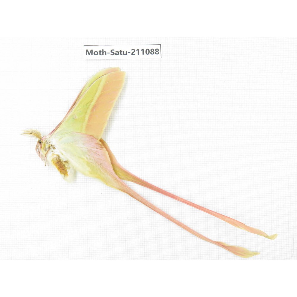 Actias dubernardi ssp. China, Guizhou, Qiandongnan, Congjiang county. 1Pcs. Moth-Satu-211088.