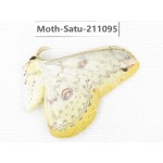 Loepa sp. China, Guizhou, Qiandongnan, Congjiang county. 1Pcs. Moth-Satu-211095.