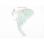 Saturniidae sp. China, Guizhou, Qiandongnan, Rongjiang county. 1Pcs. Moth-Satu-212323.