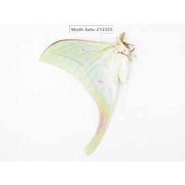 Saturniidae sp. China, Guizhou, Qiandongnan, Rongjiang county. 1Pcs. Moth-Satu-212325.