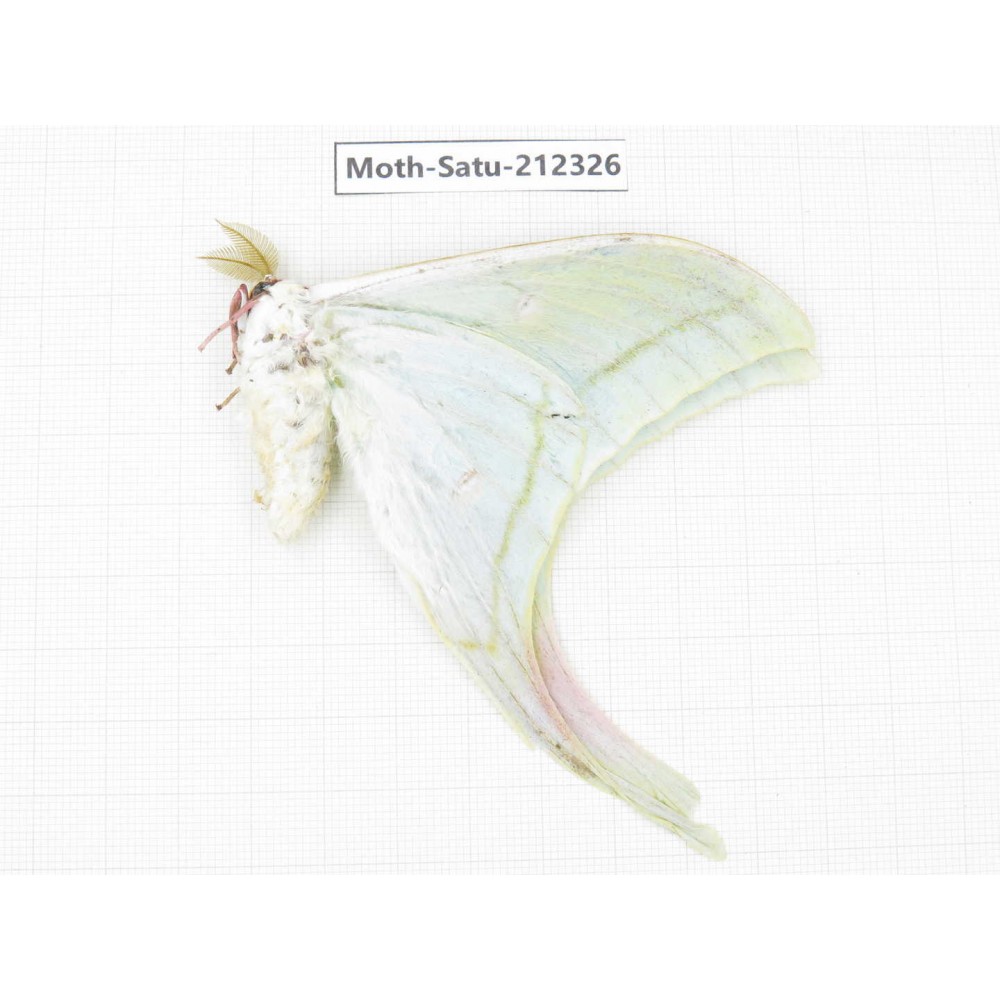Saturniidae sp. China, Guizhou, Qiandongnan, Rongjiang county. 1Pcs. Moth-Satu-212326.