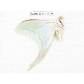 Saturniidae sp. China, Guizhou, Qiandongnan, Rongjiang county. 1Pcs. Moth-Satu-212326.
