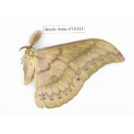 Saturniidae sp. China, Guizhou, Qiandongnan, Rongjiang county. 1Pcs. Moth-Satu-212331.