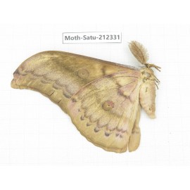 Saturniidae sp. China, Guizhou, Qiandongnan, Rongjiang county. 1Pcs. Moth-Satu-212331.