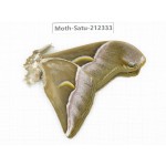 Saturniidae sp. China, Guizhou, Qiandongnan, Rongjiang county. 1Pcs. Moth-Satu-212334.
