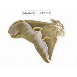 Saturniidae sp. China, Guizhou, Qiandongnan, Rongjiang county. 1Pcs. Moth-Satu-212334.