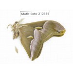 Saturniidae sp. China, Guizhou, Qiandongnan, Rongjiang county. 1Pcs. Moth-Satu-212335.