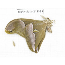 Saturniidae sp. China, Guizhou, Qiandongnan, Rongjiang county. 1Pcs. Moth-Satu-212335.