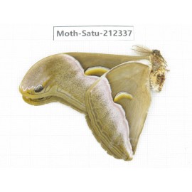 Saturniidae sp. China, Guizhou, Qiandongnan, Rongjiang county. 1Pcs. Moth-Satu-212337.
