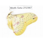 Saturniidae sp. China, Guizhou, Qiandongnan, Rongjiang county. 1Pcs. Moth-Satu-212367.