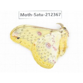 Saturniidae sp. China, Guizhou, Qiandongnan, Rongjiang county. 1Pcs. Moth-Satu-212367.