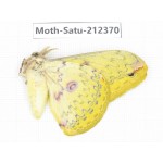 Saturniidae sp. China, Guizhou, Qiandongnan, Rongjiang county. 1Pcs. Moth-Satu-212370.