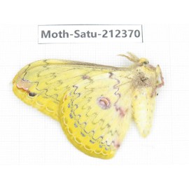 Saturniidae sp. China, Guizhou, Qiandongnan, Rongjiang county. 1Pcs. Moth-Satu-212370.