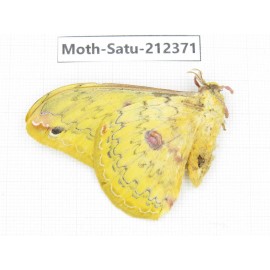 Saturniidae sp. China, Guizhou, Qiandongnan, Rongjiang county. 1Pcs. Moth-Satu-212371.