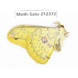 Saturniidae sp. China, Guizhou, Qiandongnan, Rongjiang county. 1Pcs. Moth-Satu-212372.