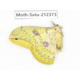 Saturniidae sp. China, Guizhou, Qiandongnan, Rongjiang county. 1Pcs. Moth-Satu-212373.