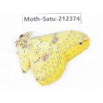 Saturniidae sp. China, Guizhou, Qiandongnan, Rongjiang county. 1Pcs. Moth-Satu-212374.