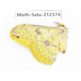Saturniidae sp. China, Guizhou, Qiandongnan, Rongjiang county. 1Pcs. Moth-Satu-212374.