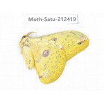 Saturniidae sp. China, Guizhou, Qiandongnan, Rongjiang county. 1Pcs. Moth-Satu-212419.