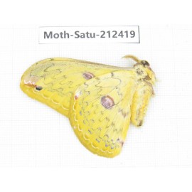 Saturniidae sp. China, Guizhou, Qiandongnan, Rongjiang county. 1Pcs. Moth-Satu-212419.
