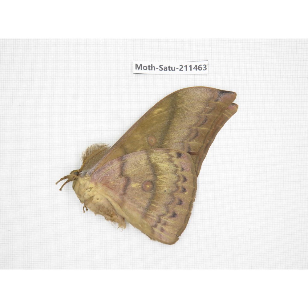 Cricula andrei. China, Guizhou, Tongren, Mt.Fanjingshan. 1M. Moth-Satu-211463.