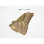 Cricula andrei. China, Guizhou, Tongren, Mt.Fanjingshan. 1M. Moth-Satu-211463.