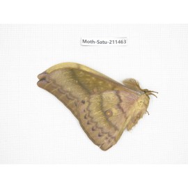 Cricula andrei. China, Guizhou, Tongren, Mt.Fanjingshan. 1M. Moth-Satu-211463.