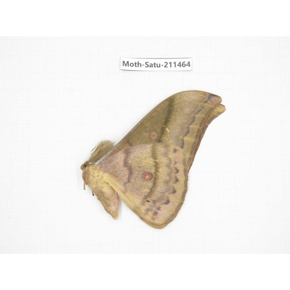 Cricula andrei. China, Guizhou, Tongren, Mt.Fanjingshan. 1M. Moth-Satu-211464.