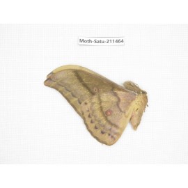 Cricula andrei. China, Guizhou, Tongren, Mt.Fanjingshan. 1M. Moth-Satu-211464.