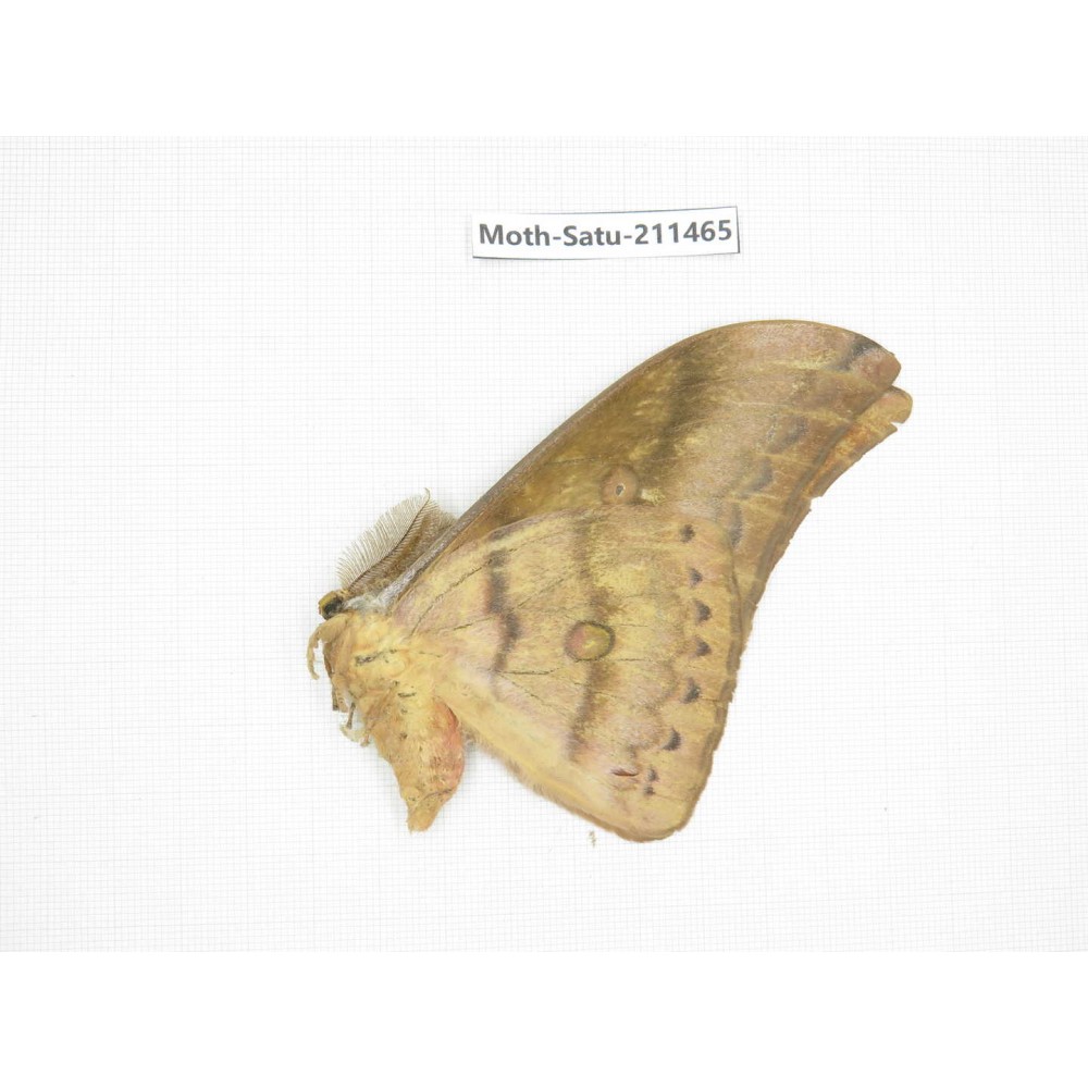 Cricula andrei. China, Guizhou, Tongren, Mt.Fanjingshan. 1M. Moth-Satu-211465.