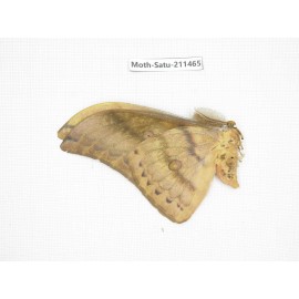 Cricula andrei. China, Guizhou, Tongren, Mt.Fanjingshan. 1M. Moth-Satu-211465.