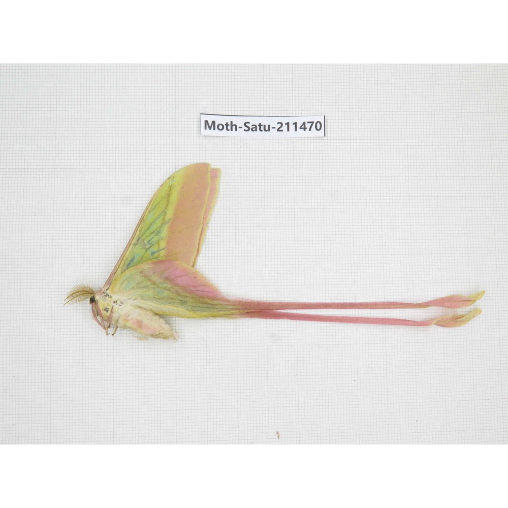 Cricula andrei. China, Guizhou, Tongren, Mt.Fanjingshan. 1M. Moth-Satu-211470.
