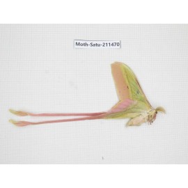Cricula andrei. China, Guizhou, Tongren, Mt.Fanjingshan. 1M. Moth-Satu-211470.