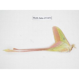 Cricula andrei. China, Guizhou, Tongren, Mt.Fanjingshan. 1M. Moth-Satu-211473.