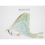 Cricula andrei. China, Guizhou, Tongren, Mt.Fanjingshan. 1F. Moth-Satu-211477.