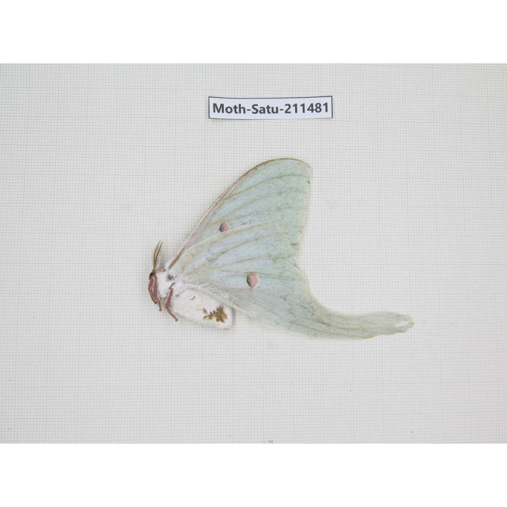 Cricula andrei. China, Guizhou, Tongren, Mt.Fanjingshan. 1F. Moth-Satu-211481.