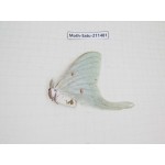 Cricula andrei. China, Guizhou, Tongren, Mt.Fanjingshan. 1F. Moth-Satu-211481.